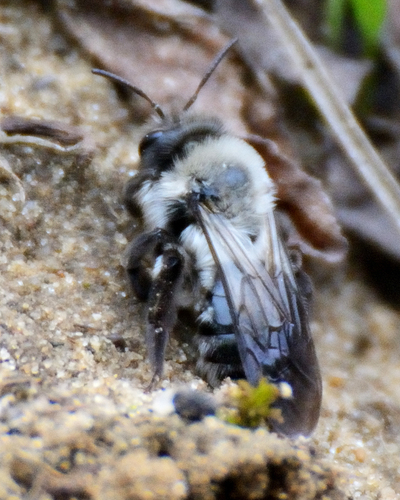 Foto von Weiden-Sandbiene