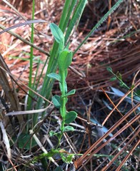 Crotalaria rotundifolia
