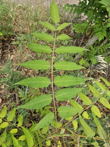 tree-of-heaven