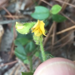 Crotalaria rotundifolia