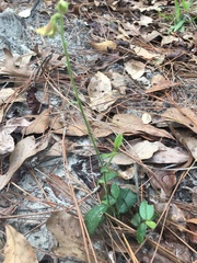 Crotalaria rotundifolia