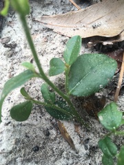 Crotalaria rotundifolia