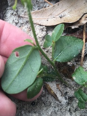 Crotalaria rotundifolia