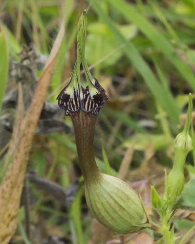 Ceropegia mahabalei