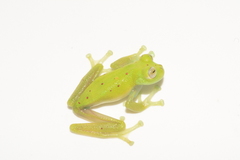 Nymphargus grandisonae
