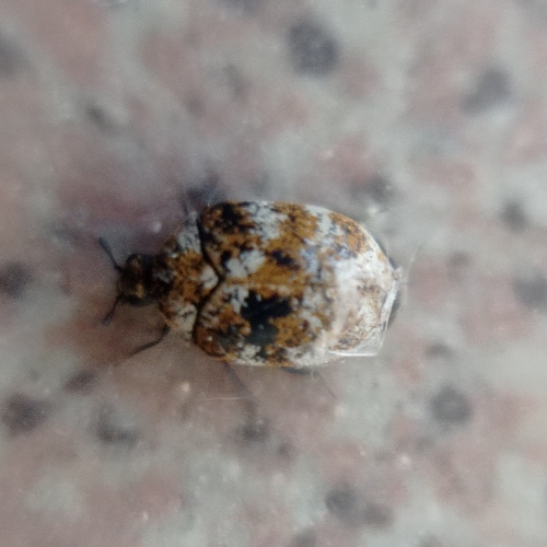 Varied Carpet Beetle