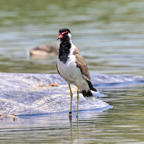 Red-wattled Lapwing