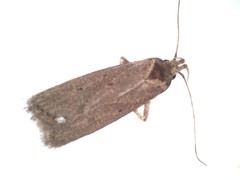 Autosticha kyotensis