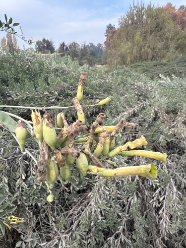 tree tobacco
