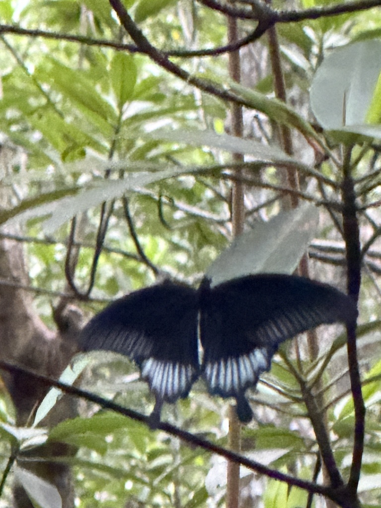 Ascalaphus swallowtail (Papilio ascalaphus)