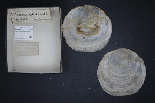 Placuna placenta (Linnaeus, 1758)