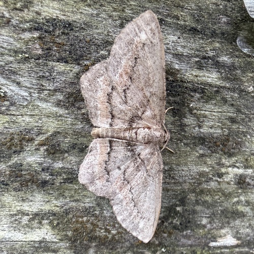 Brenda's Hypagyrtis Moth photo 3