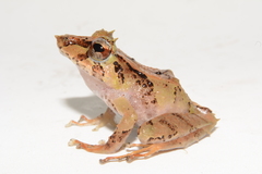 Pristimantis appendiculatus