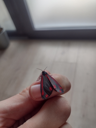 Cinnabar moth