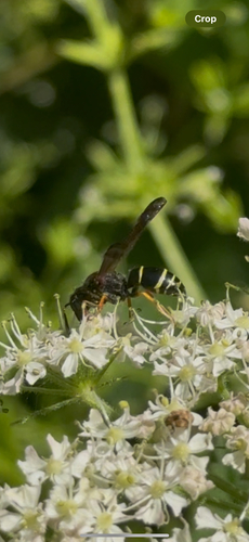 Gymnomerus laevipes observed 2026-05-28