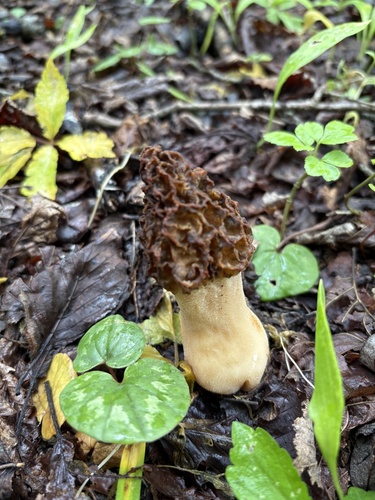 Morels — Morchella esculenta