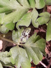 Puccinia adoxae