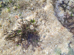 Cladostephus spongiosus