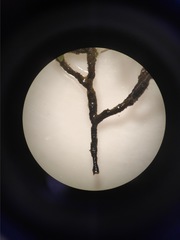 Cladostephus spongiosus