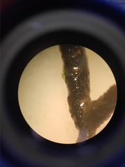 Cladostephus spongiosus