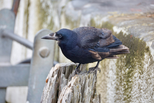 Rook