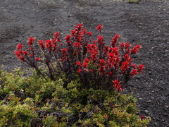 Castilleja irasuensis