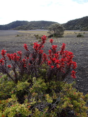 Castilleja irasuensis