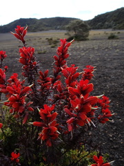 Castilleja irasuensis