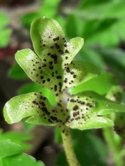 Puccinia adoxae