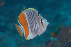 Chaetodon mertensii
