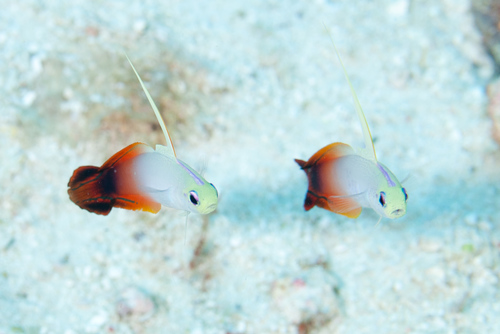 Fire Dartfish — seen at this dive site