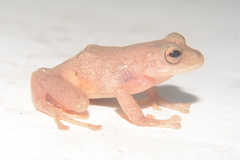 Pristimantis eugeniae