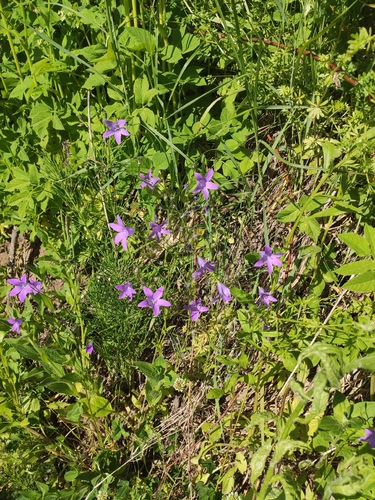 Spreading Bellflower