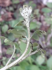Puccinia adoxae