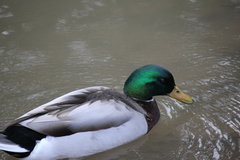 Anas platyrhynchos