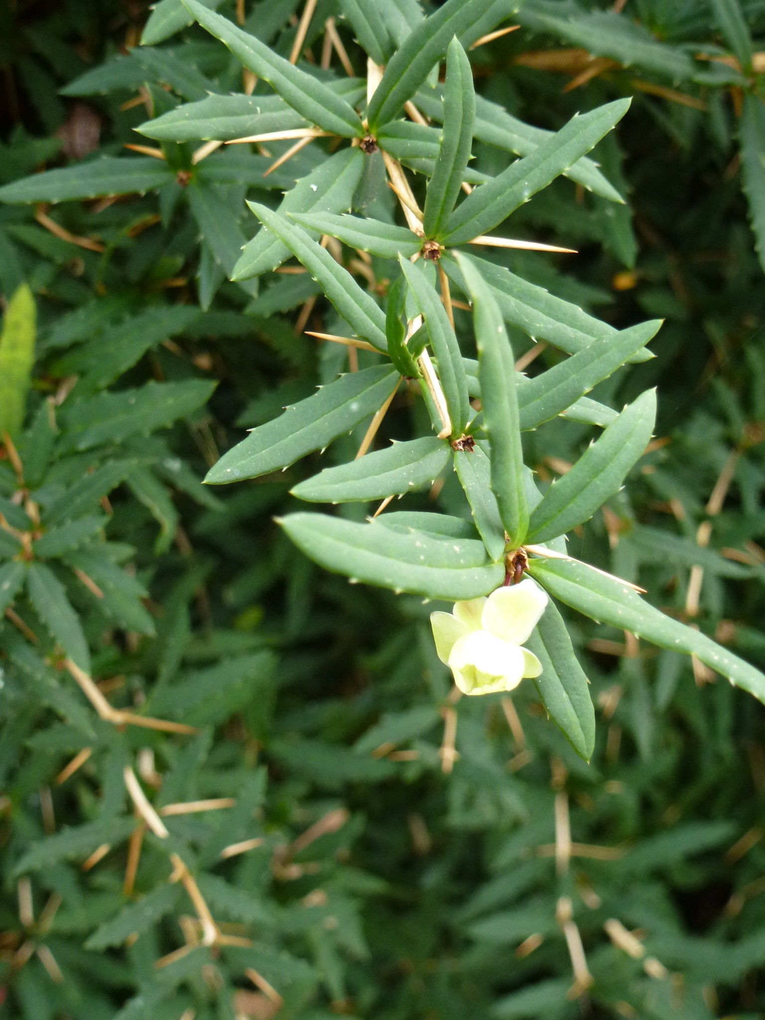 Gagnepain's Barberry (Berberis gagnepainii)