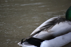 Anas platyrhynchos