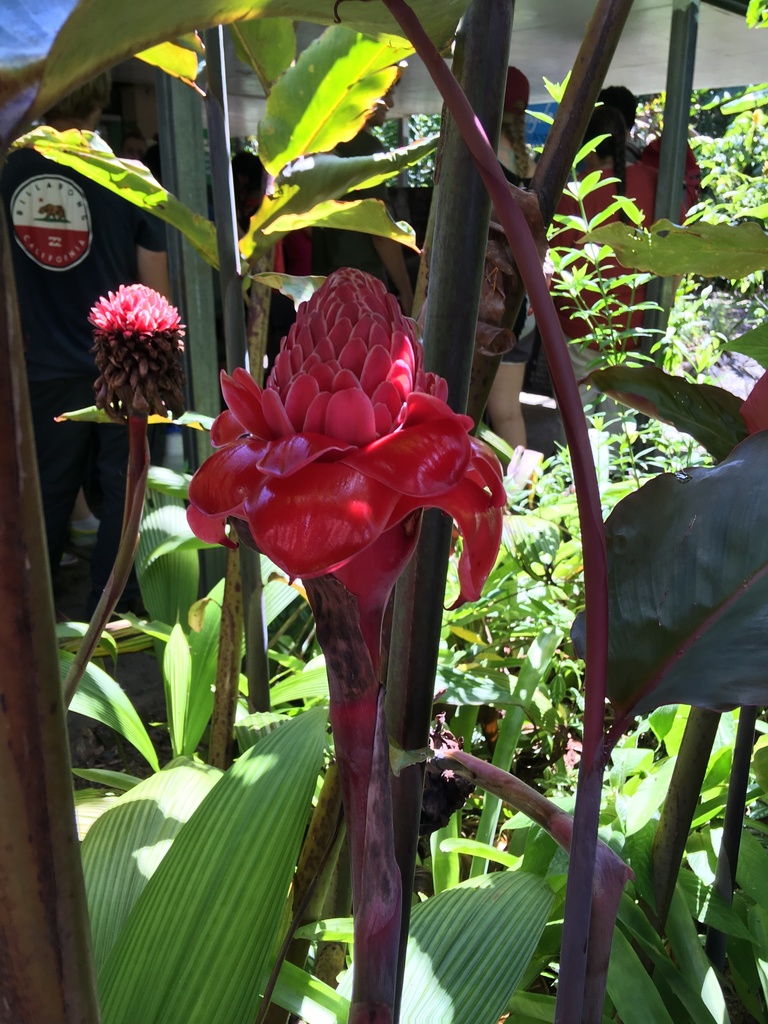 Torch ginger from Douglas, QLD, Australia on February 12, 2020 at 1013