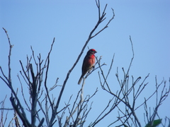 Haemorhous mexicanus