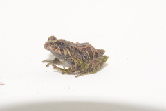 Pristimantis verecundus