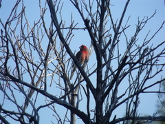 Haemorhous mexicanus