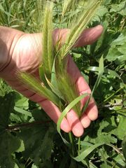 Hordeum murinum glaucum