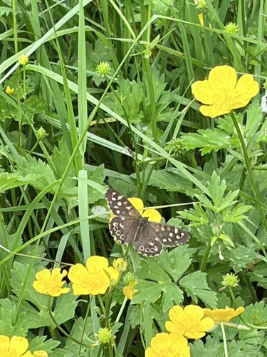Speckled Wood