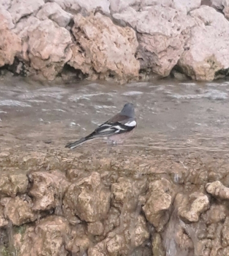 Common Chaffinch