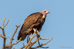 Necrosyrtes monachus