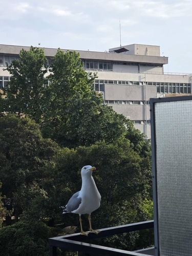 Yellow-legged Gull