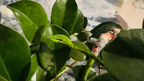 Long-nosed Whipsnake