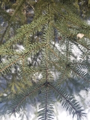 Picea glauca