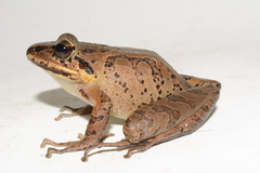 Pristimantis actites