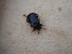 Nicrophorus humator